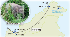 キナバタンガン川探検と野生動物の宝島ボルネオ とことん満喫の旅【6日間】