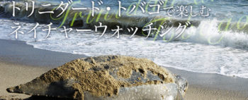 ~ウミガメ最大種オサガメの産卵に出会う~ トリニダード・トバゴで楽しむネイチャーウォッチング