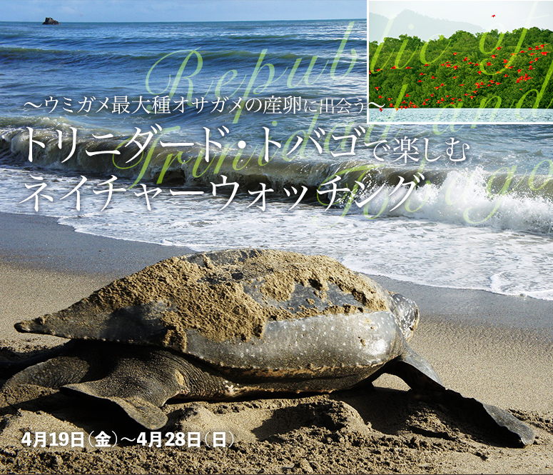 ~ウミガメ最大種オサガメの産卵に出会う~ トリニダード・トバゴで楽しむネイチャーウォッチング【10日間】