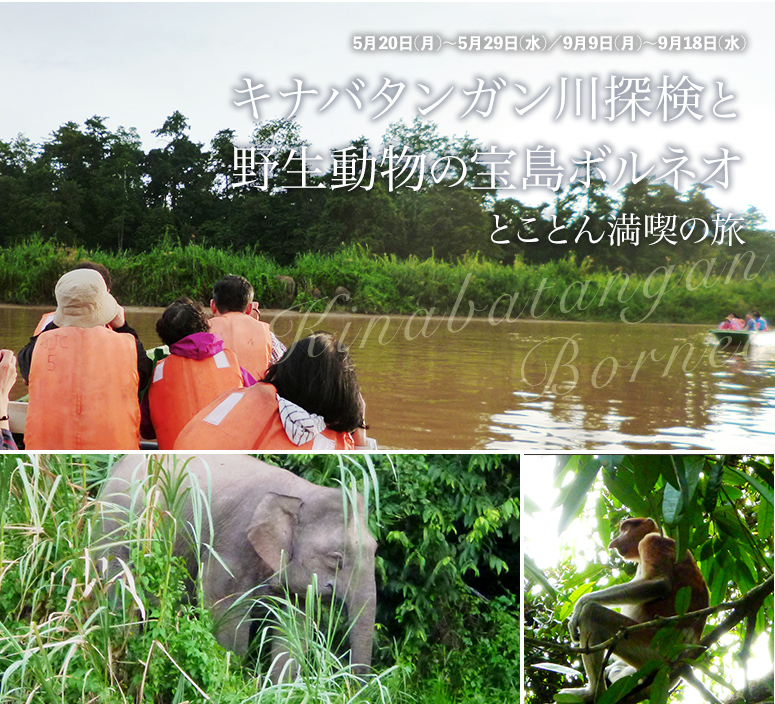 キナバタンガン川探検と野生動物の宝島ボルネオ とことん満喫の旅【6日間】