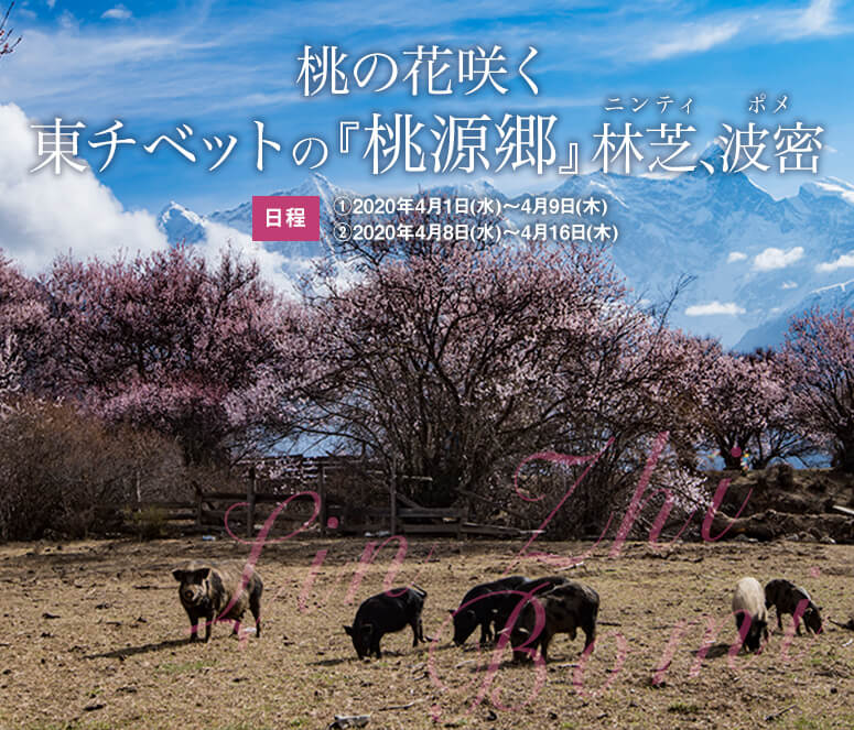 桃の花咲く東チベットの『桃源郷』林芝、波密【9日間】