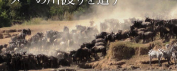 東西マサイマラ国立保護区でヌーの川渡りを追う こだわりのサファリの旅