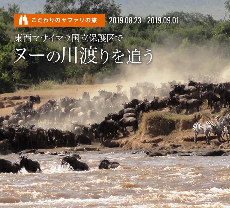 東西マサイマラ国立保護区でヌーの大移動を追う こだわりのサファリの旅【10日間】